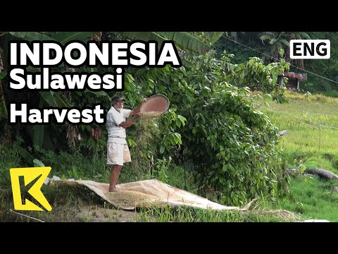 【K】Indonesia Travel-Sulawesi[인도네시아 여행-술라웨시]타나토라자, 추수하는 농촌 풍경/Harvest/Crops/Farm/Village/Tana Toraja