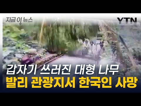 관광객들 덮친 대형 나무 …발리 유명 관광지서 한국인 사망 [지금이뉴스] / YTN